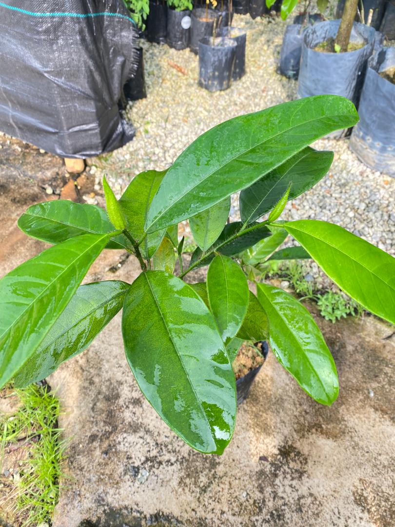 Anak Pokok & Biji Benih :: Anak Pokok Cempedak